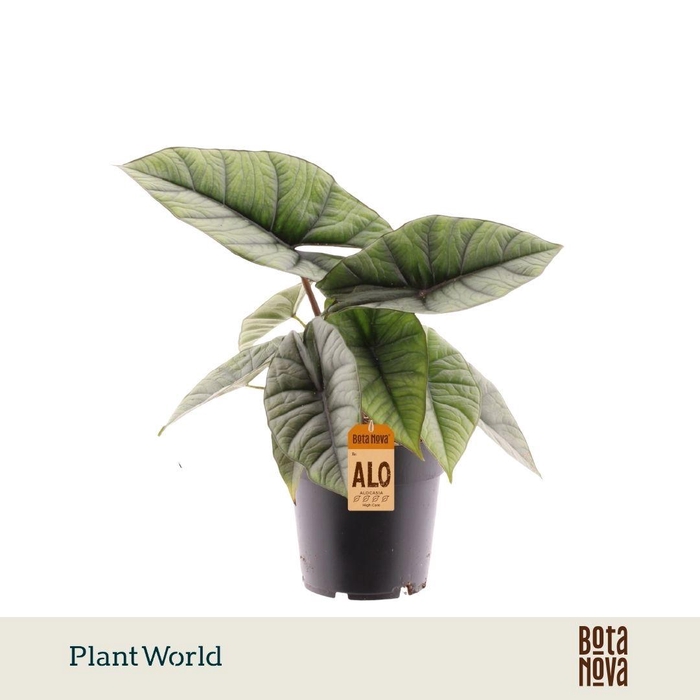 <h4>Alocasia Platinum</h4>