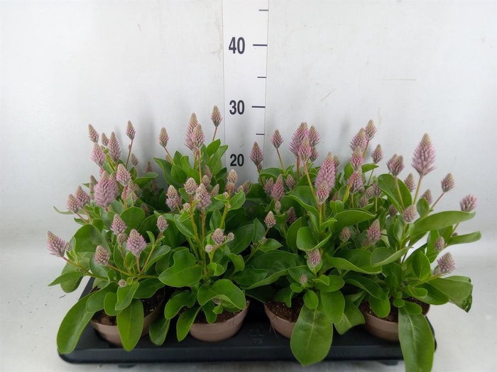 <h4>Ptilotus exaltatus 'Joey'</h4>