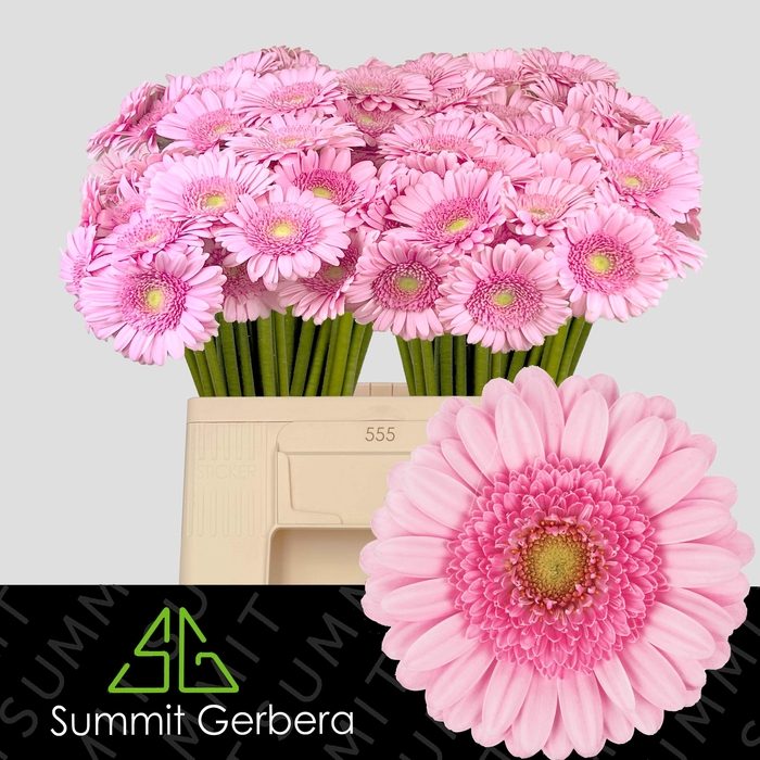 <h4>Germini Andrina Water/Hoes x80</h4>