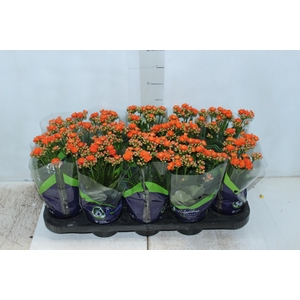 KALANCHOE DOBRADO P11 LARANJA