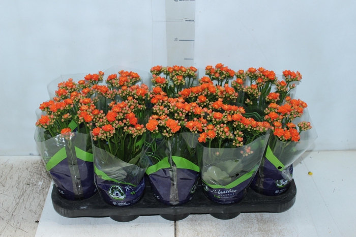 <h4>KALANCHOE DOBRADO P11 LARANJA</h4>