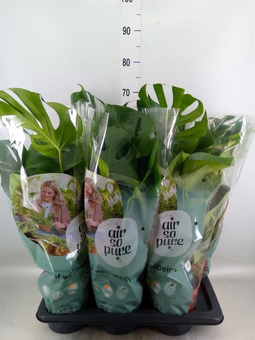 <h4>Monstera delic.</h4>