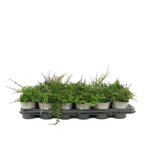 Juniperus Wiltonii