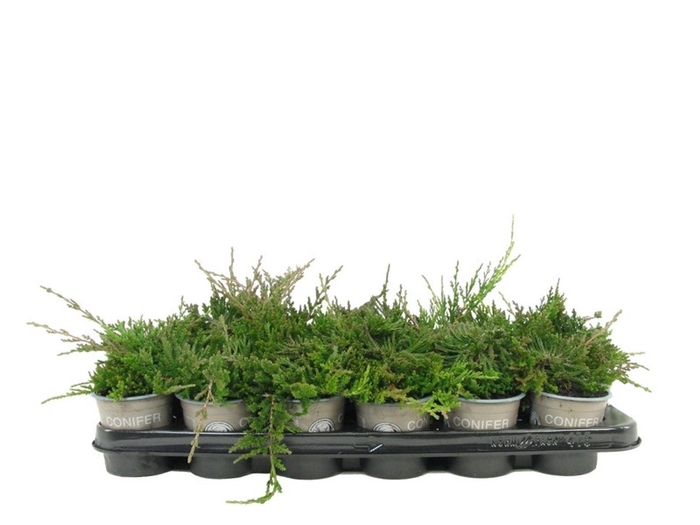 <h4>Juniperus Wiltonii</h4>
