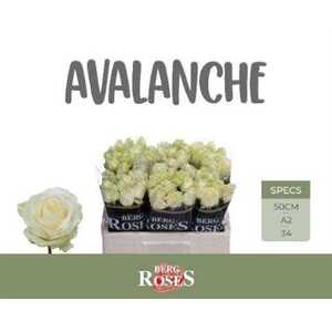 R Gr Avalanche+