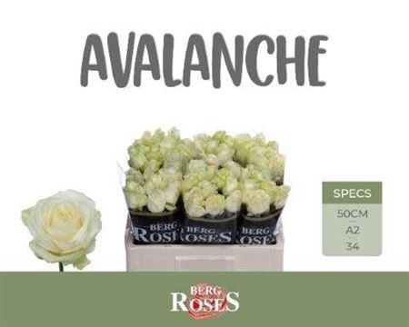 <h4>R Gr Avalanche+</h4>
