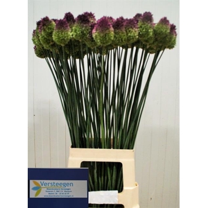 ALLIUM SPHAEROCEPHAL