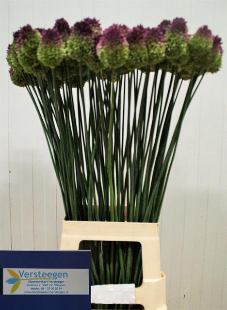 ALLIUM SPHAEROCEPHAL