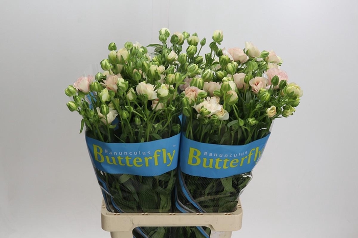 Ranunculus Butterfly Ariadne