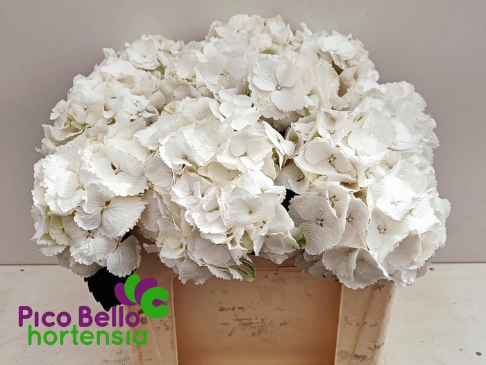 <h4>HYDR M SCHNEEBALL</h4>