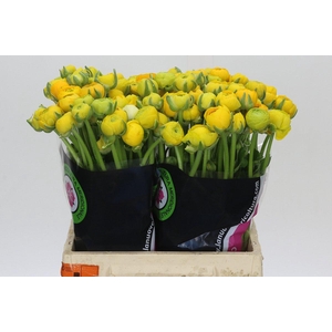 Ranunculus Elegance Yellow