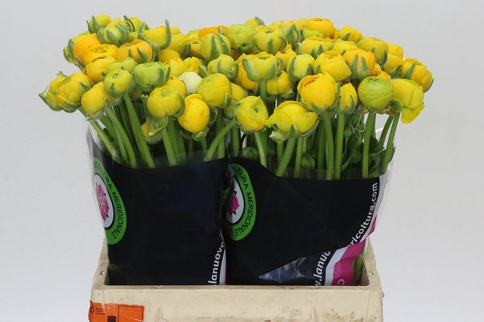 Ranunculus Elegance Yellow