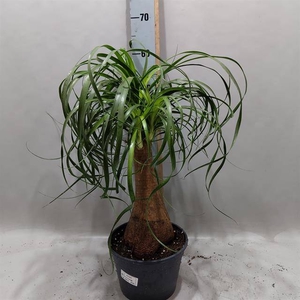 Nolina Recurvata (Beaucarnea) 21Ø 70cm