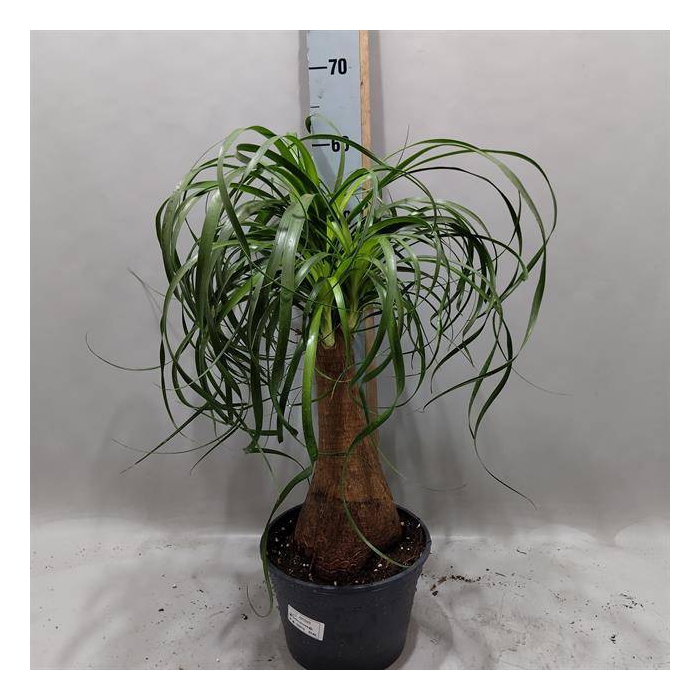<h4>Nolina Recurvata (Beaucarnea) 21Ø 70cm</h4>