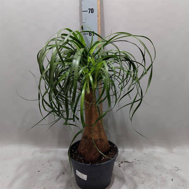 Nolina Recurvata (Beaucarnea) 21Ø 70cm