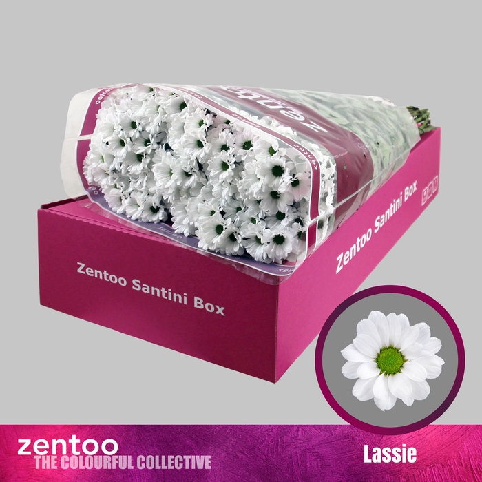 <h4>CHR S LASSIE</h4>