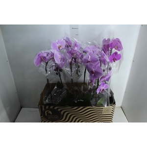 PHALAENOPSIS CASCATA P15 MIN 8 FLS