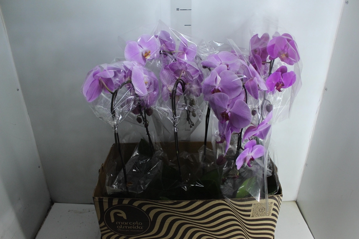 <h4>PHALAENOPSIS CASCATA P15 MIN 8 FLS</h4>