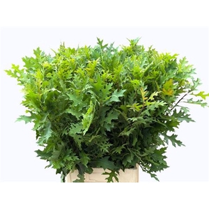Querc Palustris