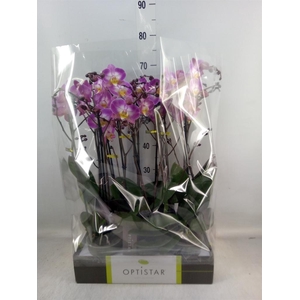 Phalaenopsis   ...lilac