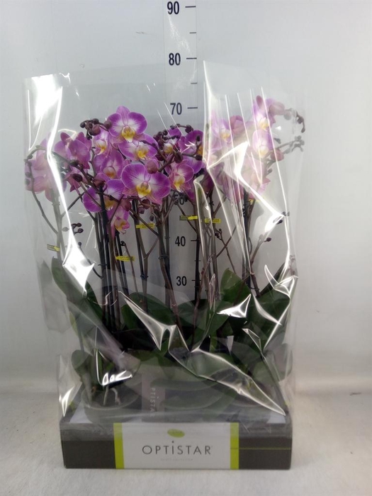 <h4>Phalaenopsis ...lilac</h4>