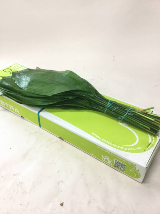 ASPIDISTRA 80 CM IT