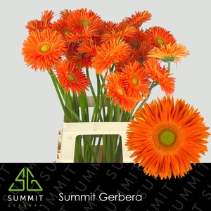 Gerbera Spider Yari Water X40 Lang