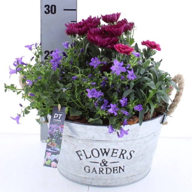 <h4>ARR TUINPLANTEN</h4>