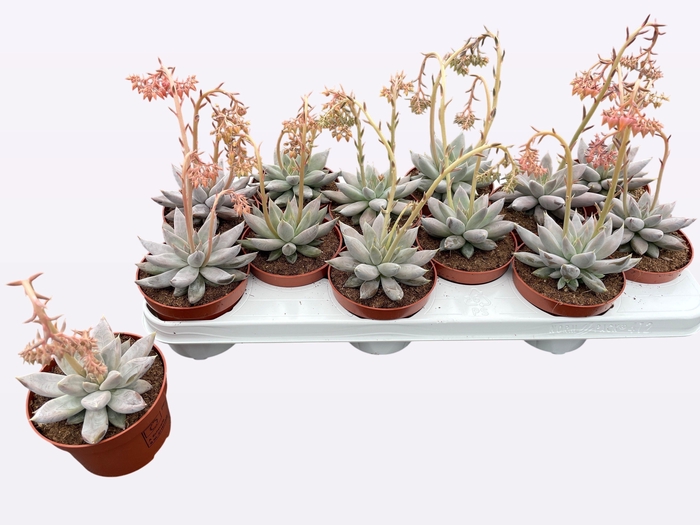 <h4>ECHEV TOLIMANENSIS</h4>