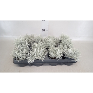 Leucophyta brownii