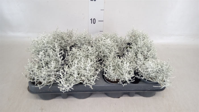 <h4>Leucophyta brownii</h4>