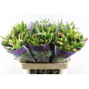 Alstr Avianna (l.rose)