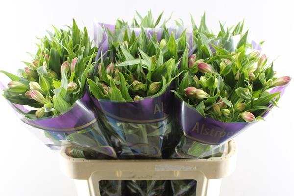 <h4>Alstr Avianna (l.rose)</h4>