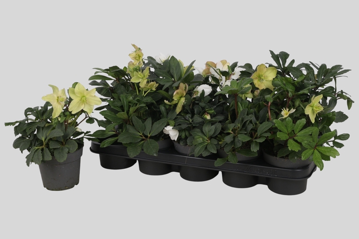 <h4>Hell Ni Advent Star</h4>