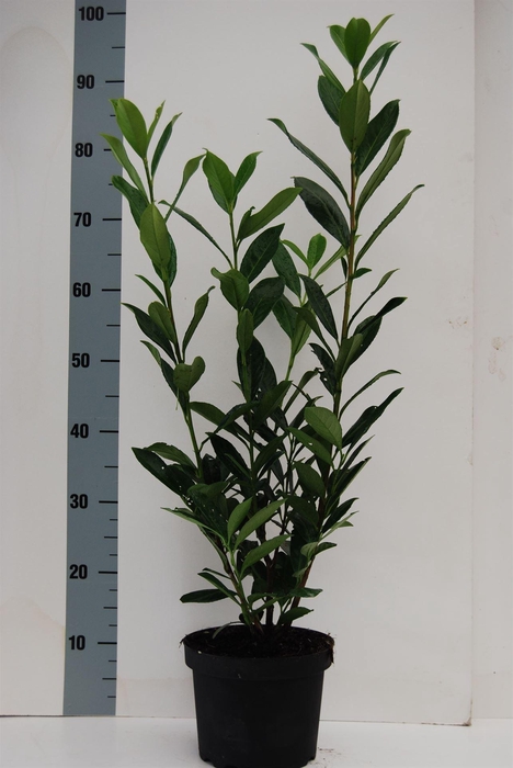 <h4>Prunus lauroc. 'Caucasica'</h4>