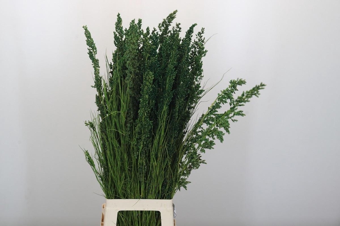 <h4>CANNOMOIS VIRG REKO</h4>