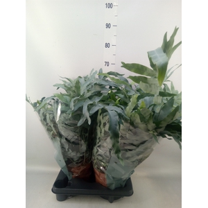 Phlebodium aureum 'Blue Star'