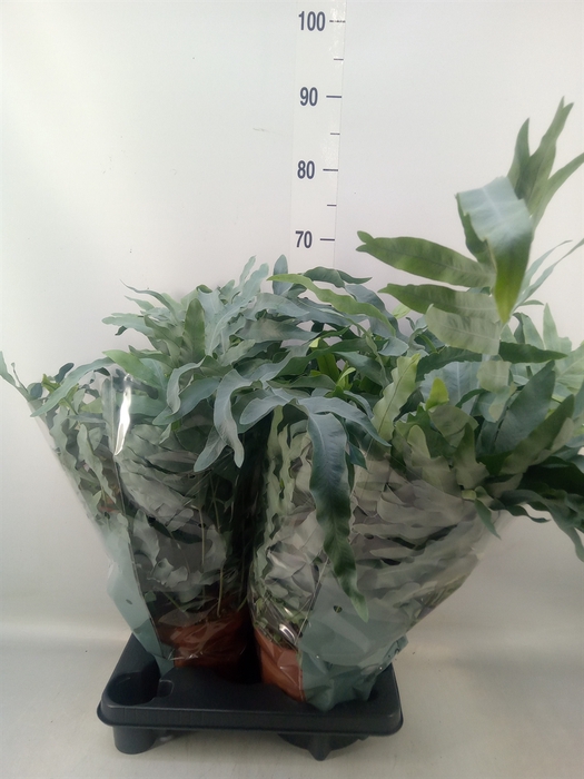 <h4>Phlebodium aureum 'Blue Star'</h4>