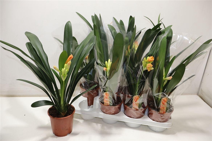 <h4>arr8 Clivia Mi</h4>