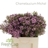 Chamelaucium Michal