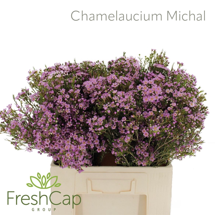 <h4>Chamelaucium Michal</h4>