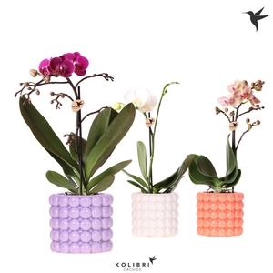 Kolibri Orchids Phalaenopsis mix 1 spike in Poppy pot mix