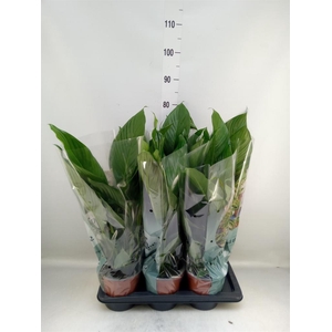 Spathiphyllum  'Bingo Cupido'