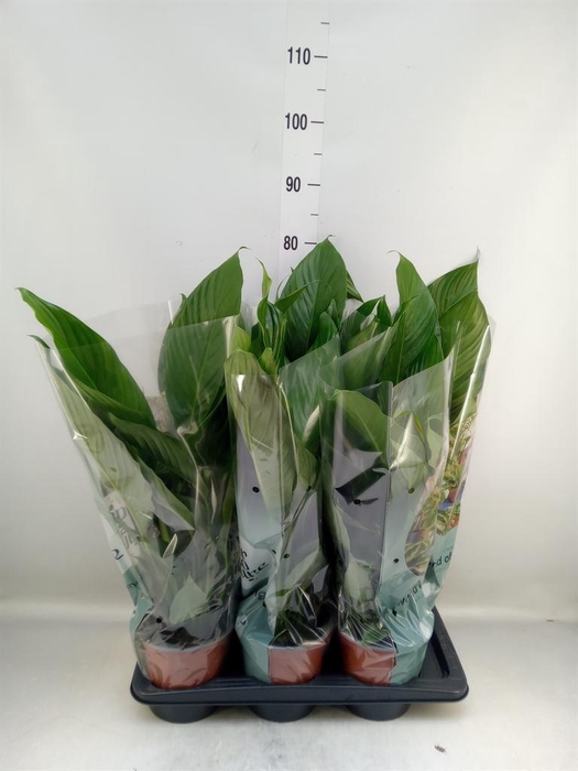 <h4>Spathiphyllum  'Bingo Cupido'</h4>