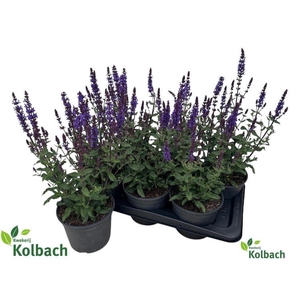 SALVIA NE OV