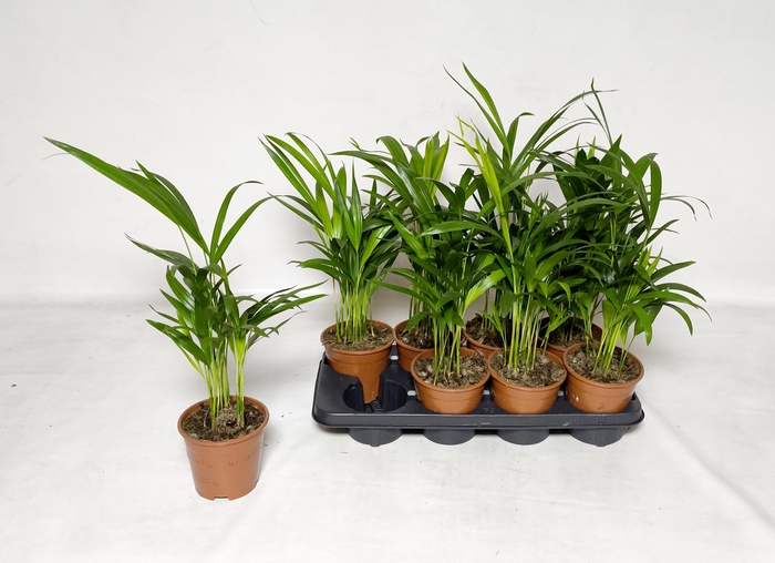 <h4>DYPSIS LUTESCENS</h4>