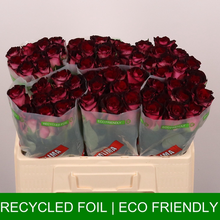 <h4>R GR SCARLET RUBY</h4>