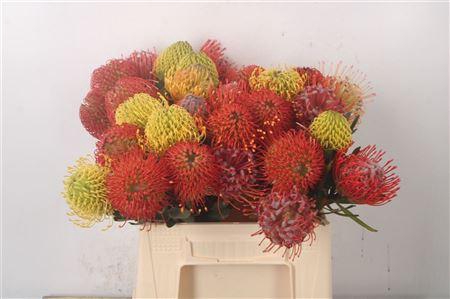 <h4>Leuco Assorti Mix</h4>