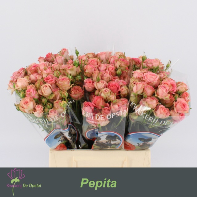 R TR PEPITA