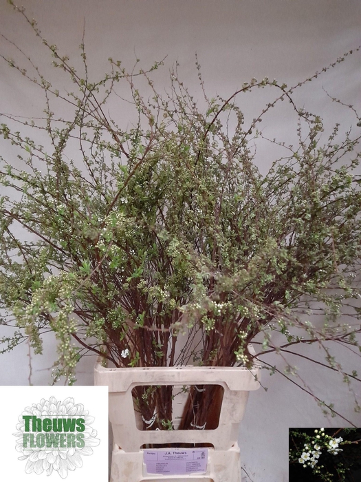 <h4>SPIR C GREFSHEIM</h4>